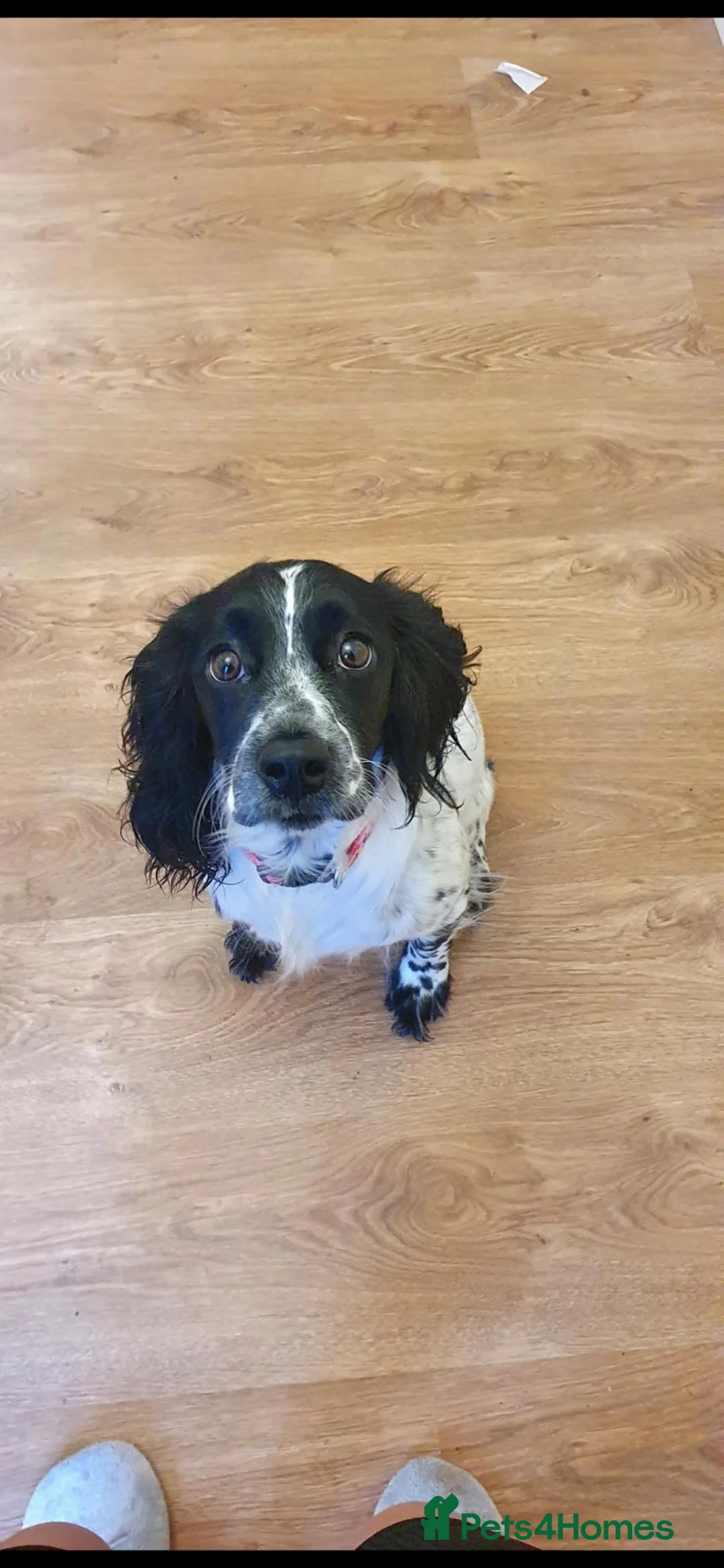 Cocker Spaniel dogs for sale: Beautiful cocker spaniel pups - Advert 12