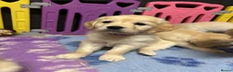 Golden Retriever dogs for sale: Beautiful Kc registered Golden Retriever puppies  - Advert 26