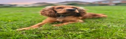 Cocker Spaniel dogs for sale: Beautiful Cocker spaniels puppies in Bristol in Bristol - Advert 13