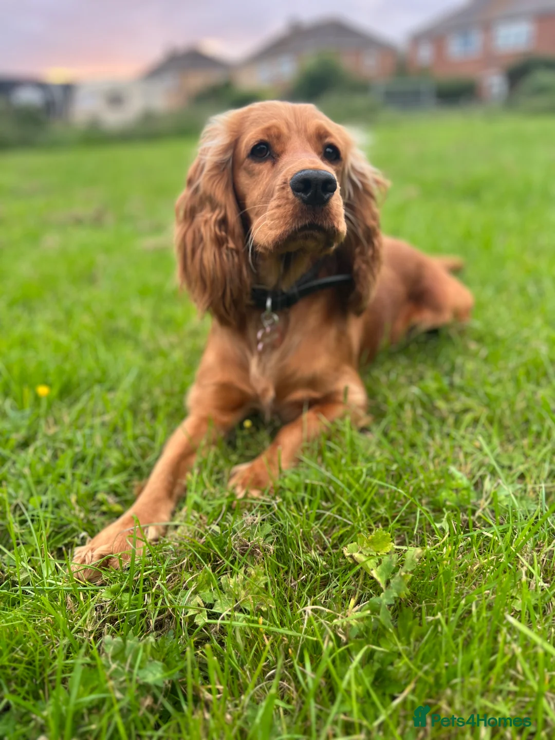 Cocker Spaniel dogs for sale: Beautiful Cocker spaniels puppies in Bristol in Bristol - Advert 13