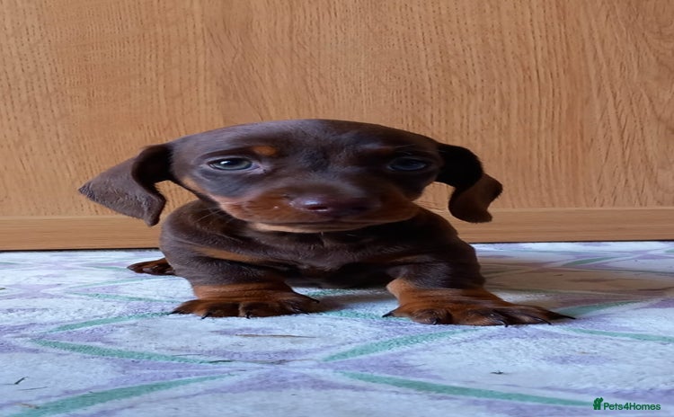 Miniature Dachshund dogs - Advert 13