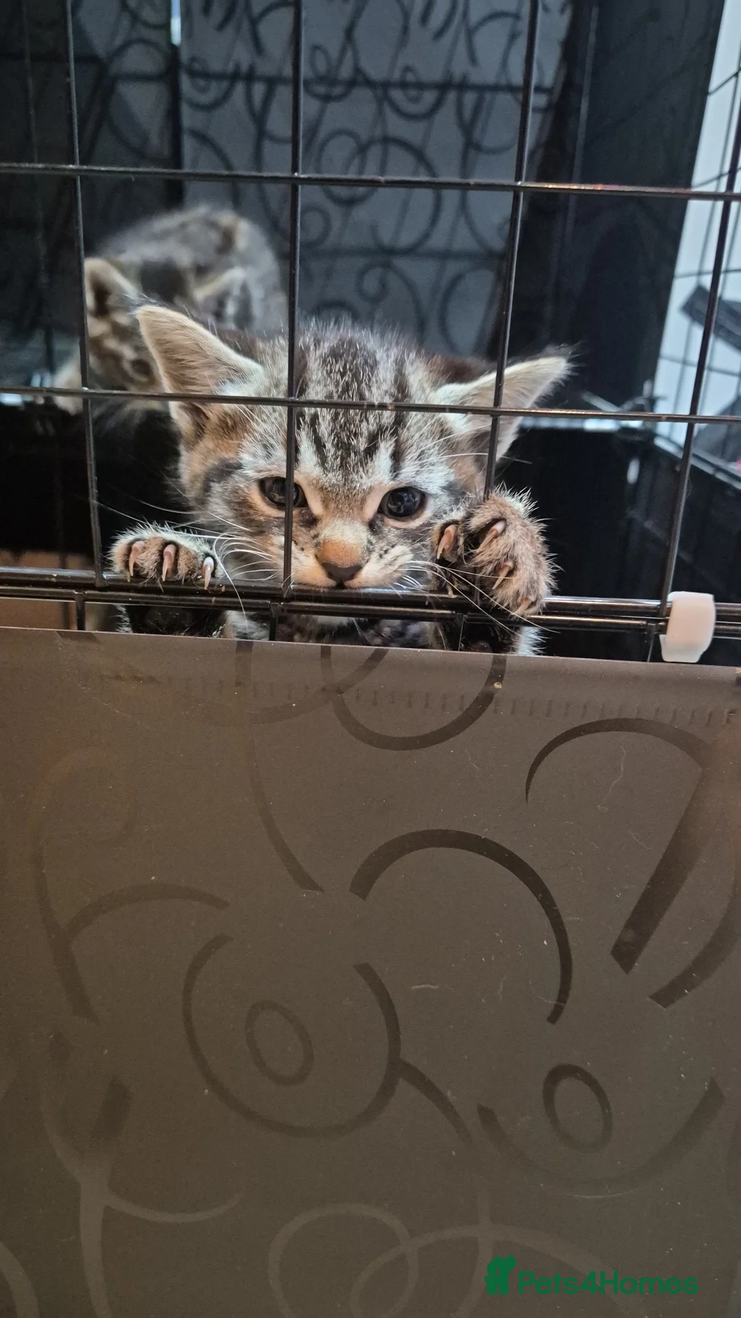 British Shorthair cats for sale: Two little kittens - ready to go - Advert 5