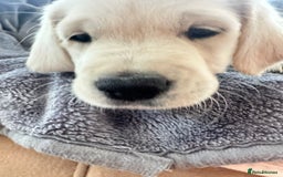 Golden Retriever dogs for sale: KC REGISTERED GOLDEN RETRIEVER PUPS - Image 18