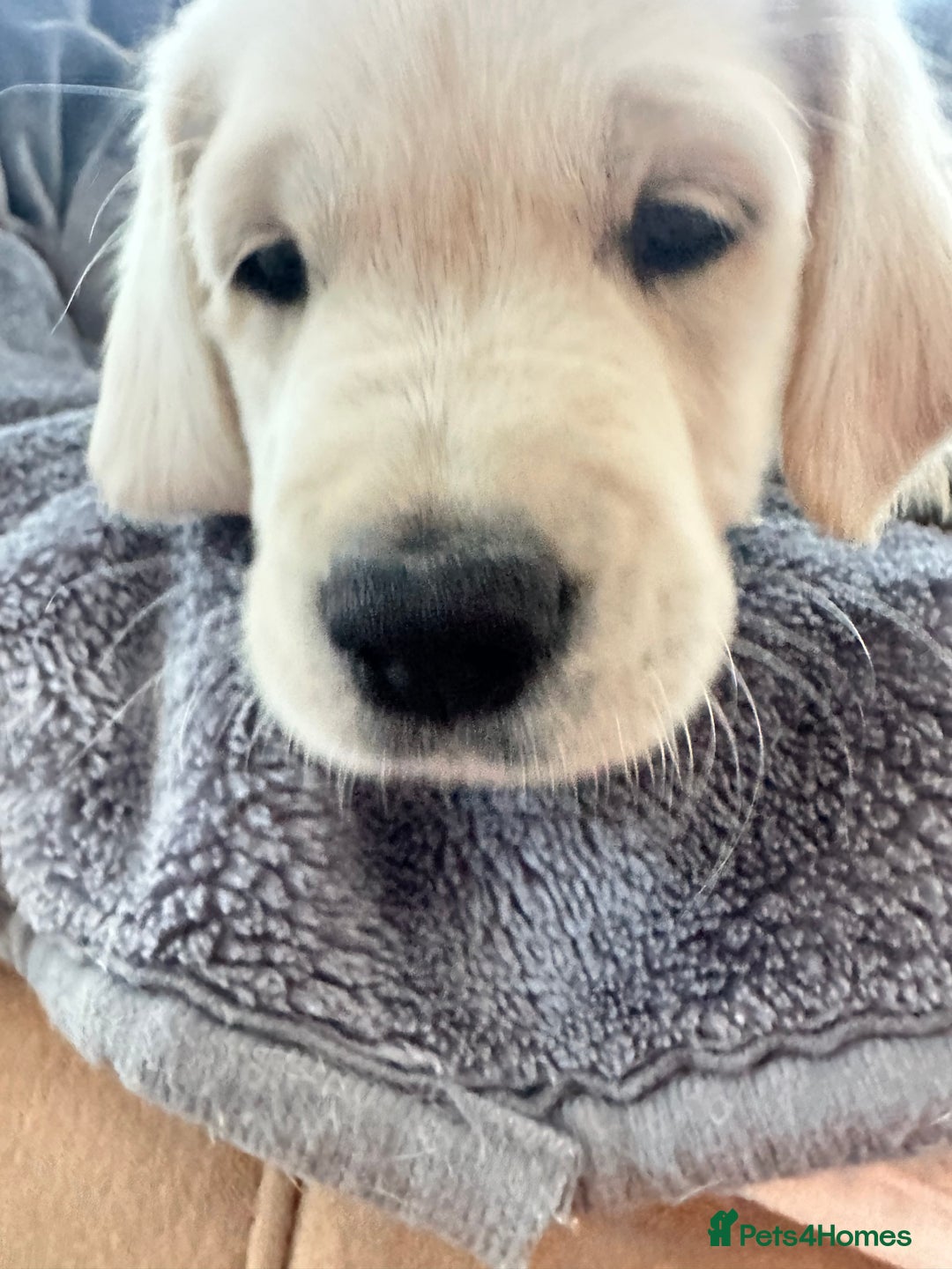 Golden Retriever dogs for sale: KC REGISTERED GOLDEN RETRIEVER PUPS - Image 18