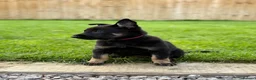 Belgian Shepherd Dog dogs for sale: EXCEPTIONAL WORKING LINE SHEPHERDS! - Advert 9