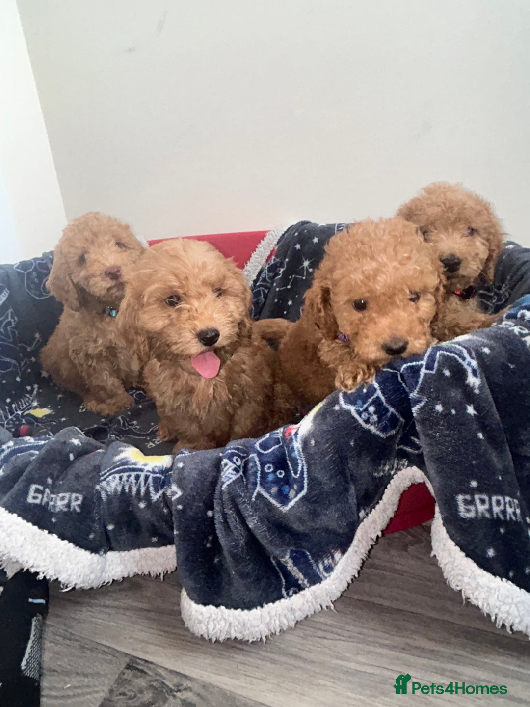 Cockapoo dogs for sale: 9 weeks old Cockapoo puppies  - Image 18