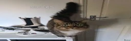 Mixed Breed cats for adoption: SOCKS AND TIGGER - Advert 3