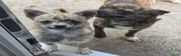 Chihuahua dogs for sale: RARE Brindle Chihuahua Puppies - Advert 3