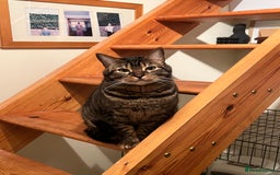Domestic Shorthair cats for sale: Good to a loving home  - Image 4