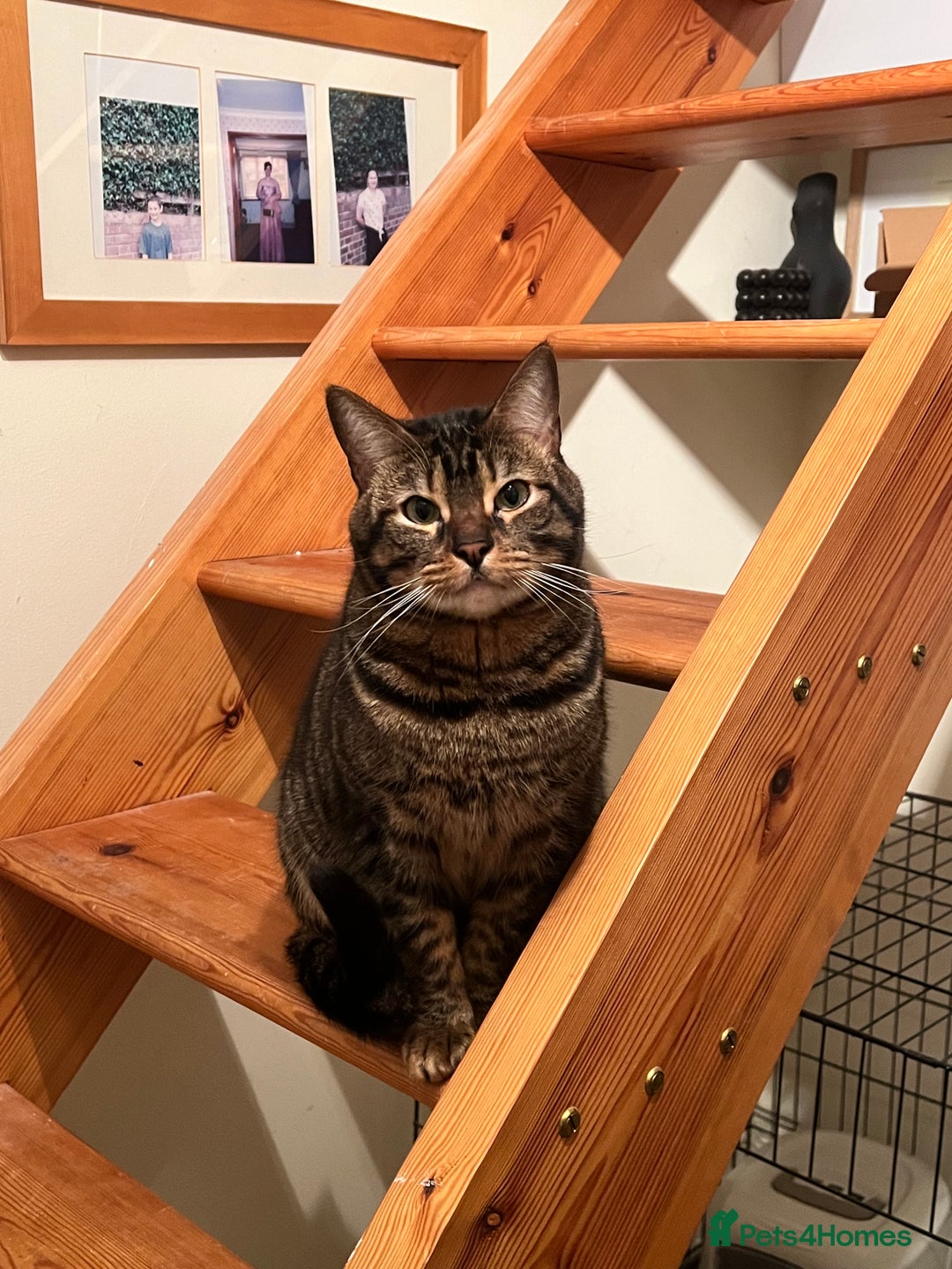 Domestic Shorthair cats for sale: Good to a loving home  - Image 4