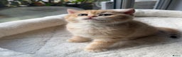 British Shorthair cats for sale: TICA Reg Beautiful Golden & Golden Tabby Bsh  - Advert 4