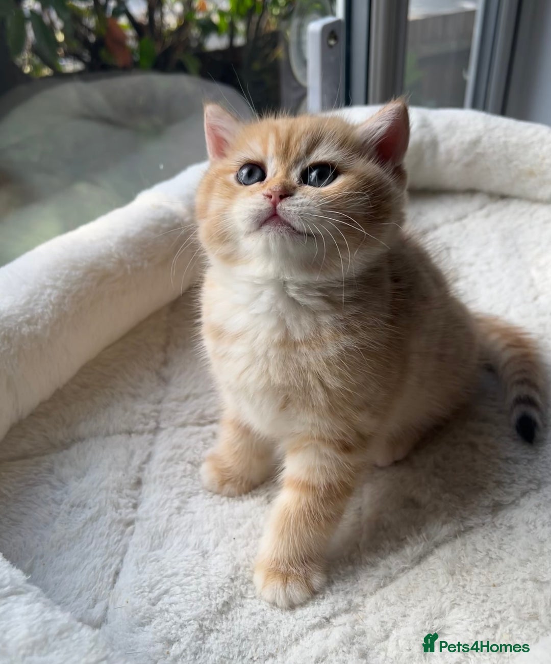 British Shorthair cats for sale: TICA Reg Beautiful Golden & Golden Tabby Bsh  - Advert 4