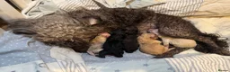 Toy Poodle dogs for sale: Beautiful toy poodles, ready now  - Advert 12