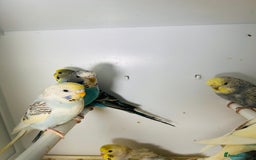 Budgerigars birds for sale: Stunning baby rainbow/pied budgies  in Luton - Image 18