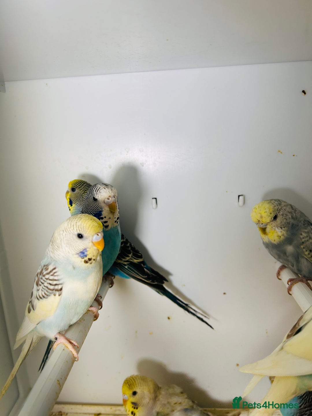 Budgerigars birds for sale: Stunning baby rainbow/pied budgies  in Luton - Image 18