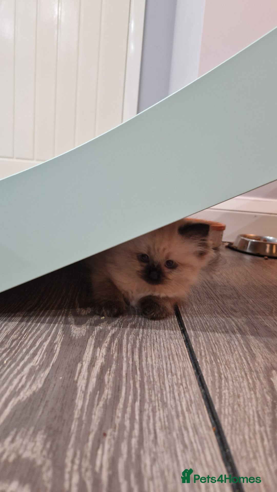 Ragdoll cats for sale: Ragdoll kittens - Advert 15