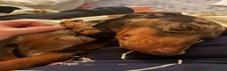 Miniature Dachshund dogs for sale: 1 year old Miniature Dachshund  in Waterlooville - Advert 6