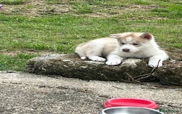 Siberian Husky dogs for sale: Siberian husky puppies  - Image 1