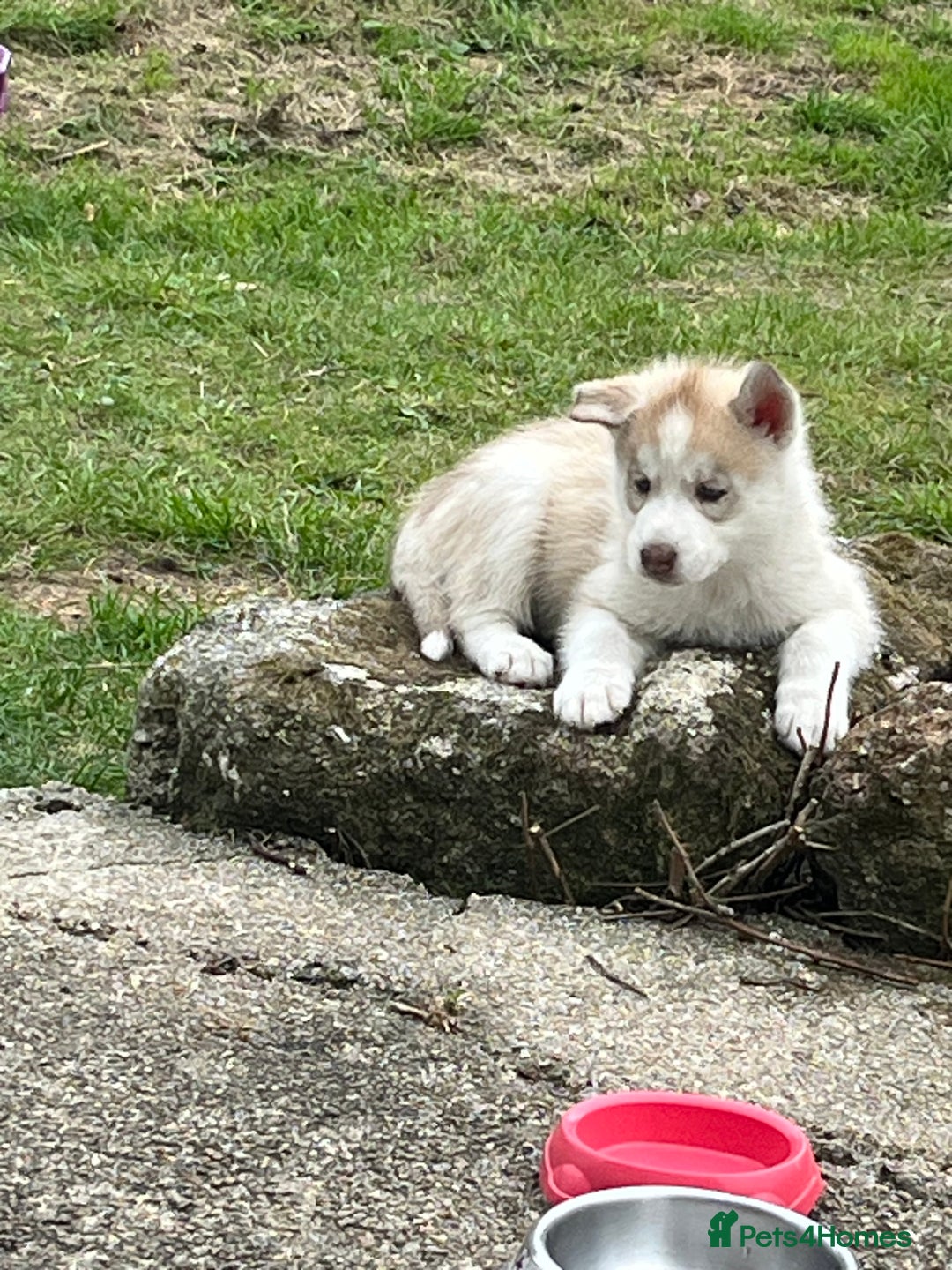 Siberian Husky dogs for sale: Siberian husky puppies  - Image 1