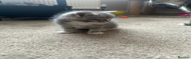 Grey boy