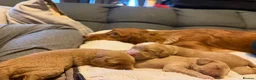 Mixed Breed dogs for sale: Puppies for sale  - Advert 10
