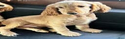 Cocker Spaniel dogs for sale: BEAUTIFUL COCKER SPANIEL PUPPIES  - Advert 5