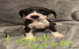 Mixed Breed dogs for sale: Dalmatianxboxer puppies  - Image 4