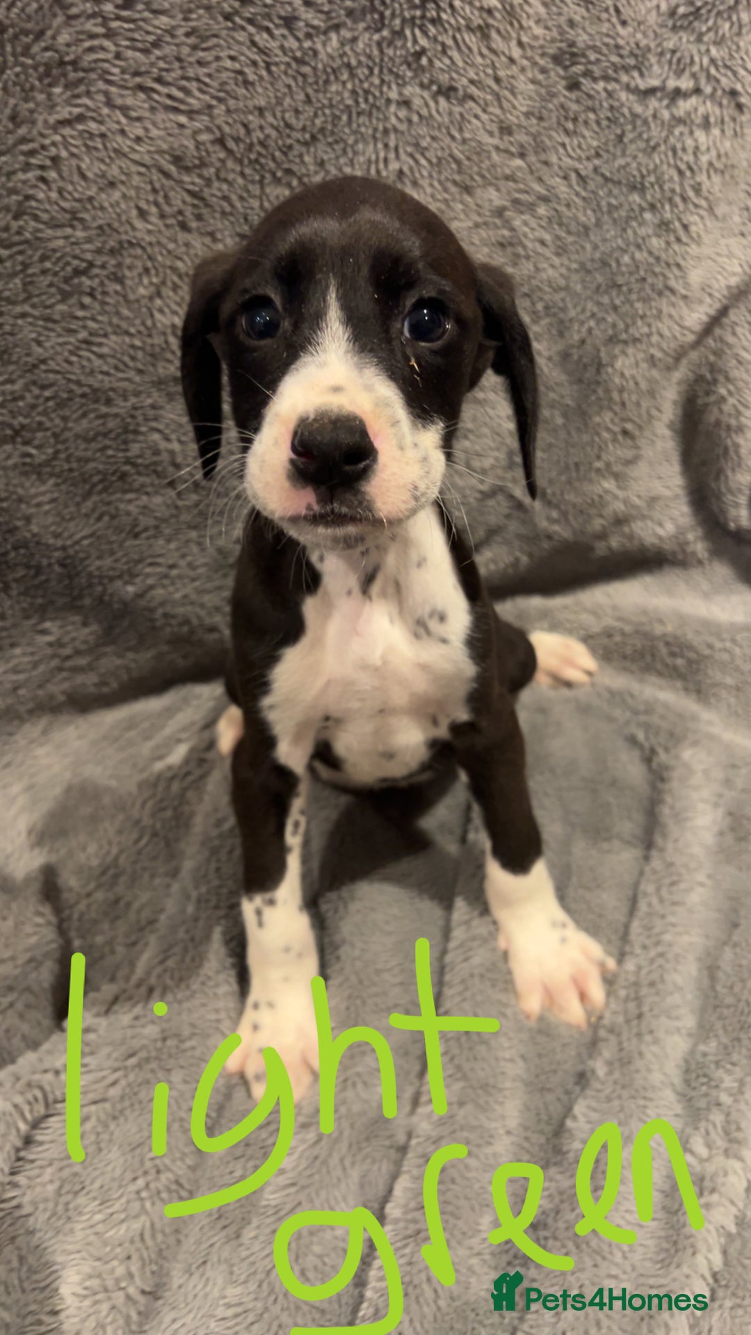 Mixed Breed dogs for sale: Dalmatianxboxer puppies  - Image 4