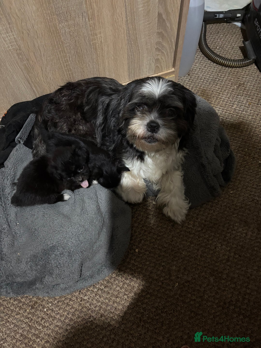 Shih Tzu dogs for sale: 3 puppies for sale - Image 5
