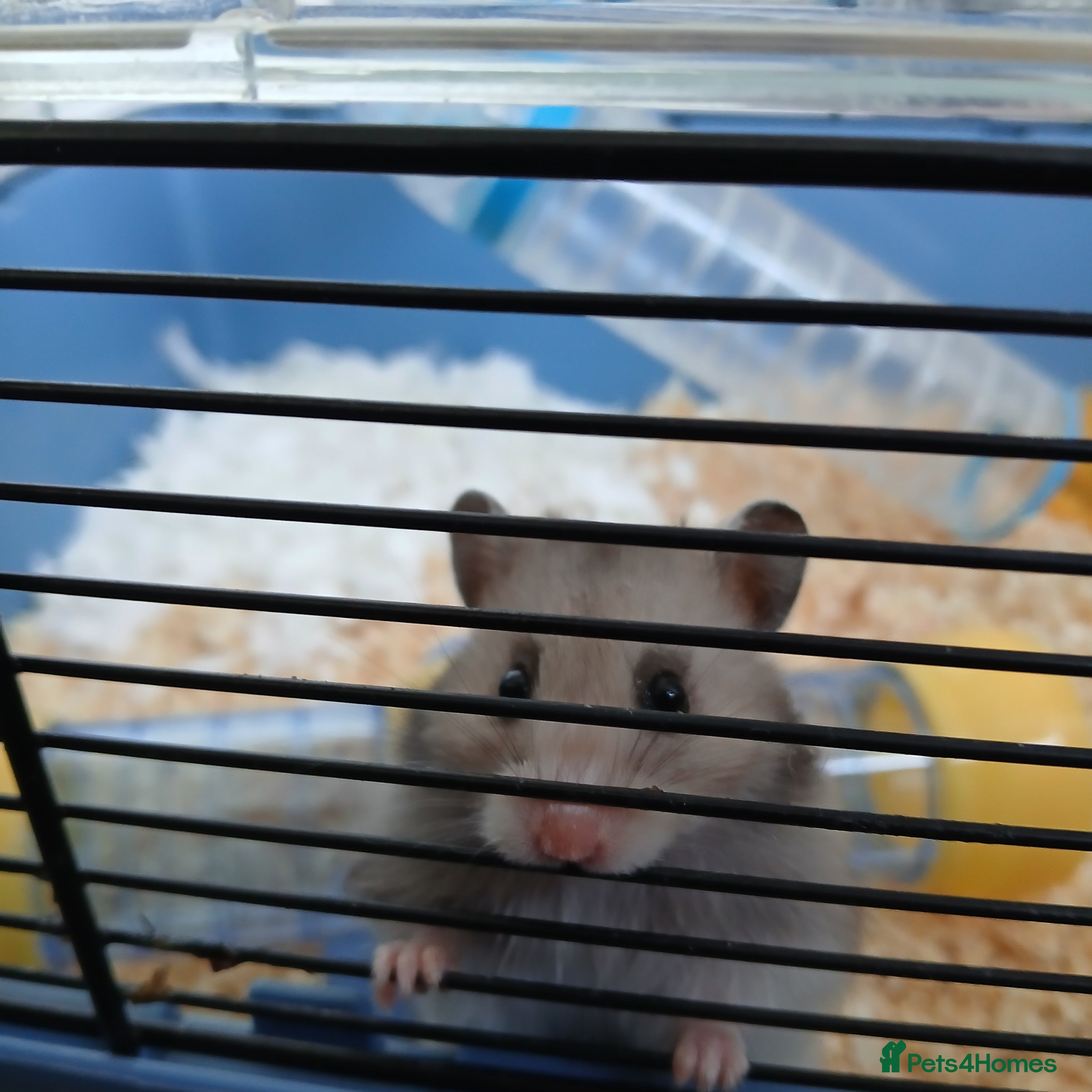 Hamster rodents Misty - Advert 1