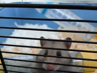 Hamster rodents Misty - Advert 1