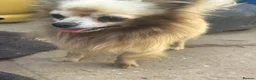 Chihuahua dogs for sale: Male creme longfur chihuahua and jackrusselterrier - Advert 14