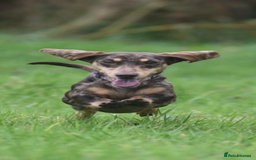 Miniature Dachshund dogs for stud: CHOCOLATE DAPPLE AND CREAM. KC REG -PRA CLEAR - Image 3