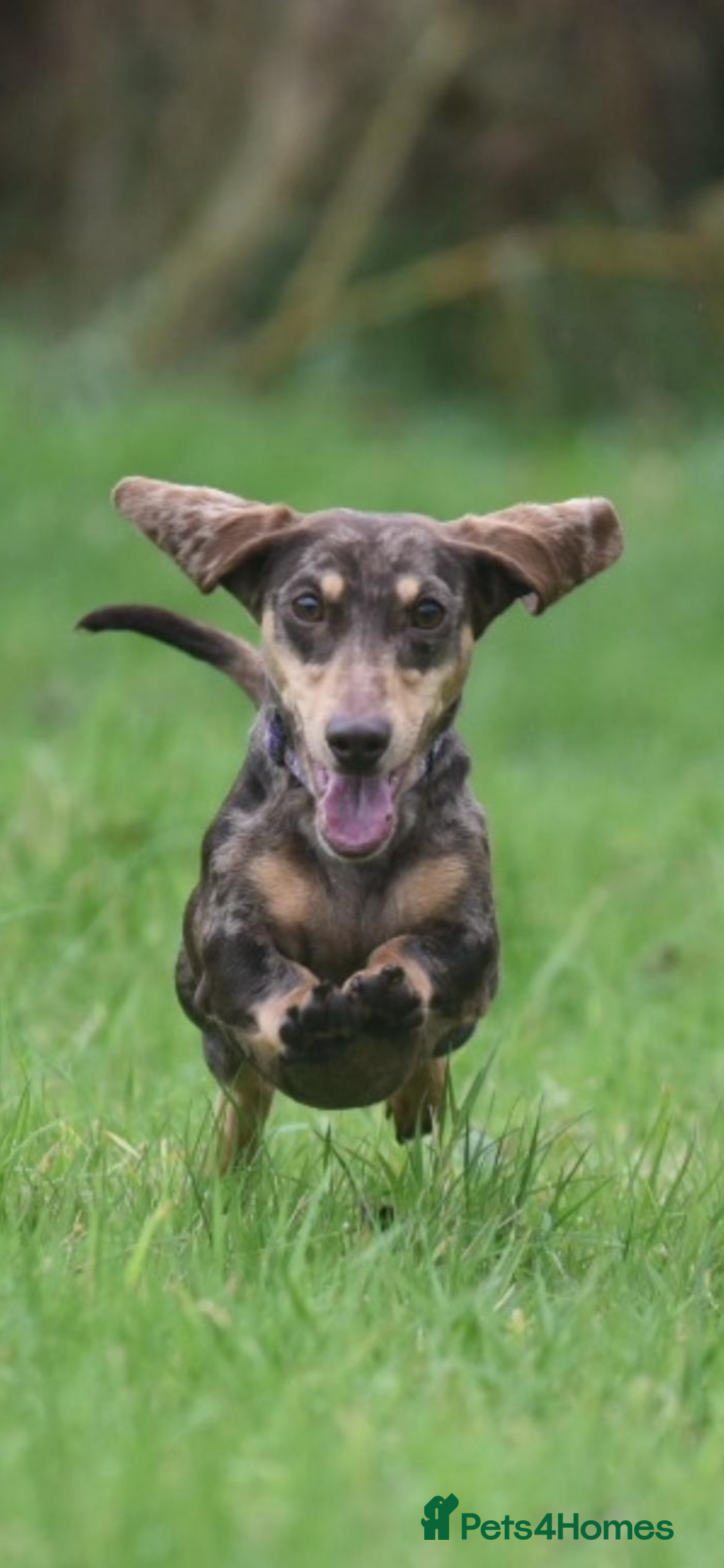 Miniature Dachshund dogs for stud: CHOCOLATE DAPPLE AND CREAM. KC REG -PRA CLEAR - Image 3