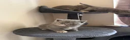 British Shorthair cats for sale: British Shorthair  - Advert 18