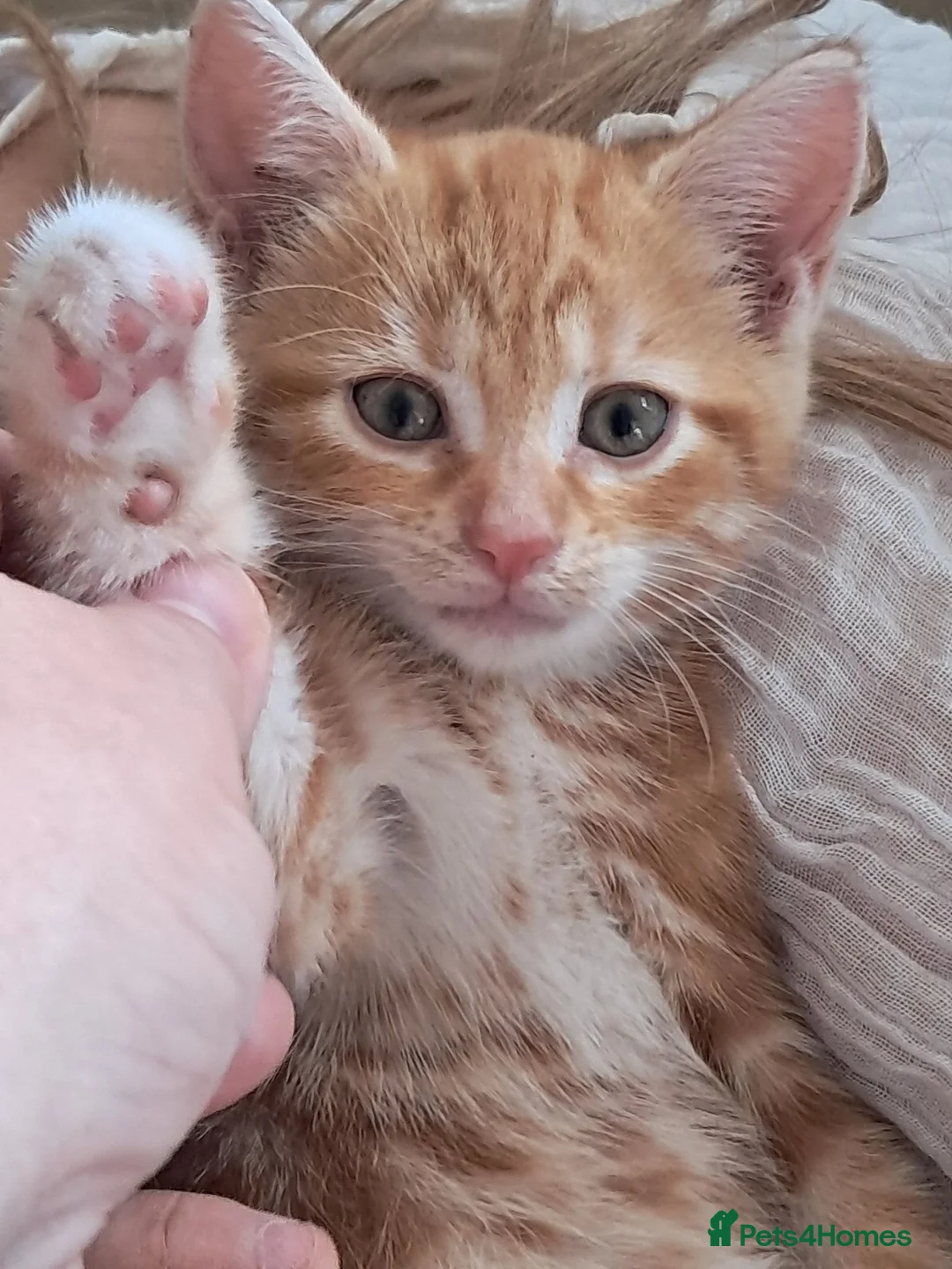 Mixed Breed cats for sale: Rare beautiful ginger tabby girl in Harlow - Advert 2