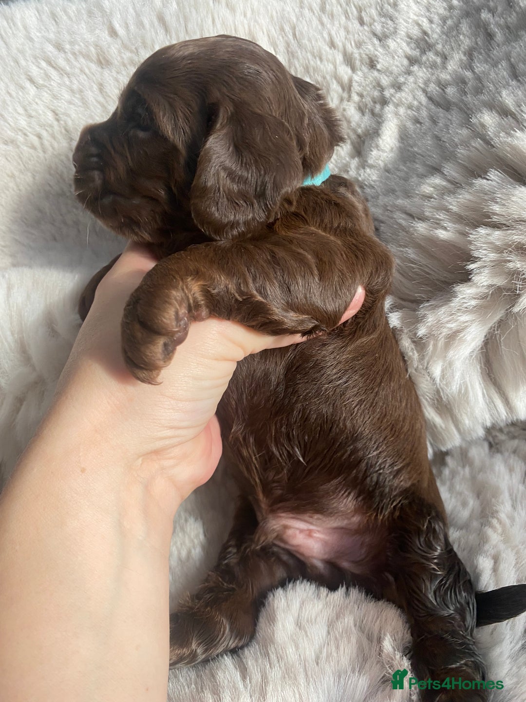 Sprocker dogs for sale: Sprocker puppies  - Advert 14