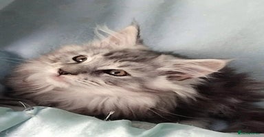 Maine Coon cats - Advert 16