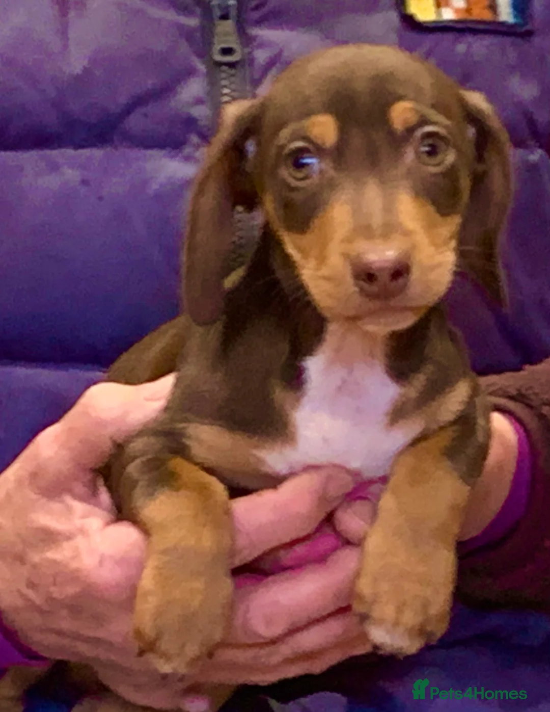 Jack Russell dogs for sale: Jack Russel Puppies - Advert 4