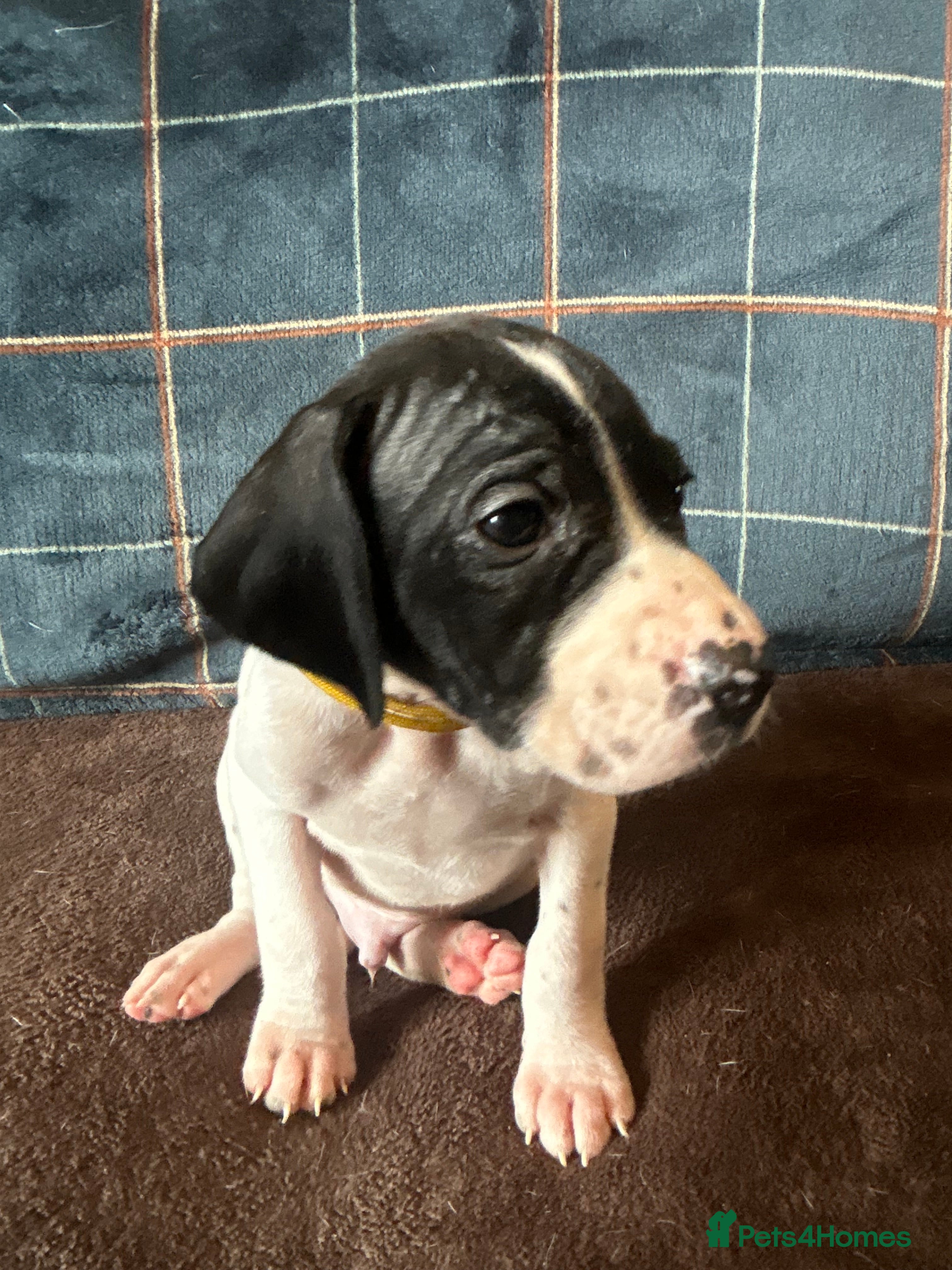 Pointer dogs for sale: KC English Pointer Puppies - Advert 19