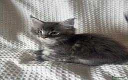 Maine Coon cats for sale: Beautiful blue smoke torbie Maine coon kittens  - Image 4