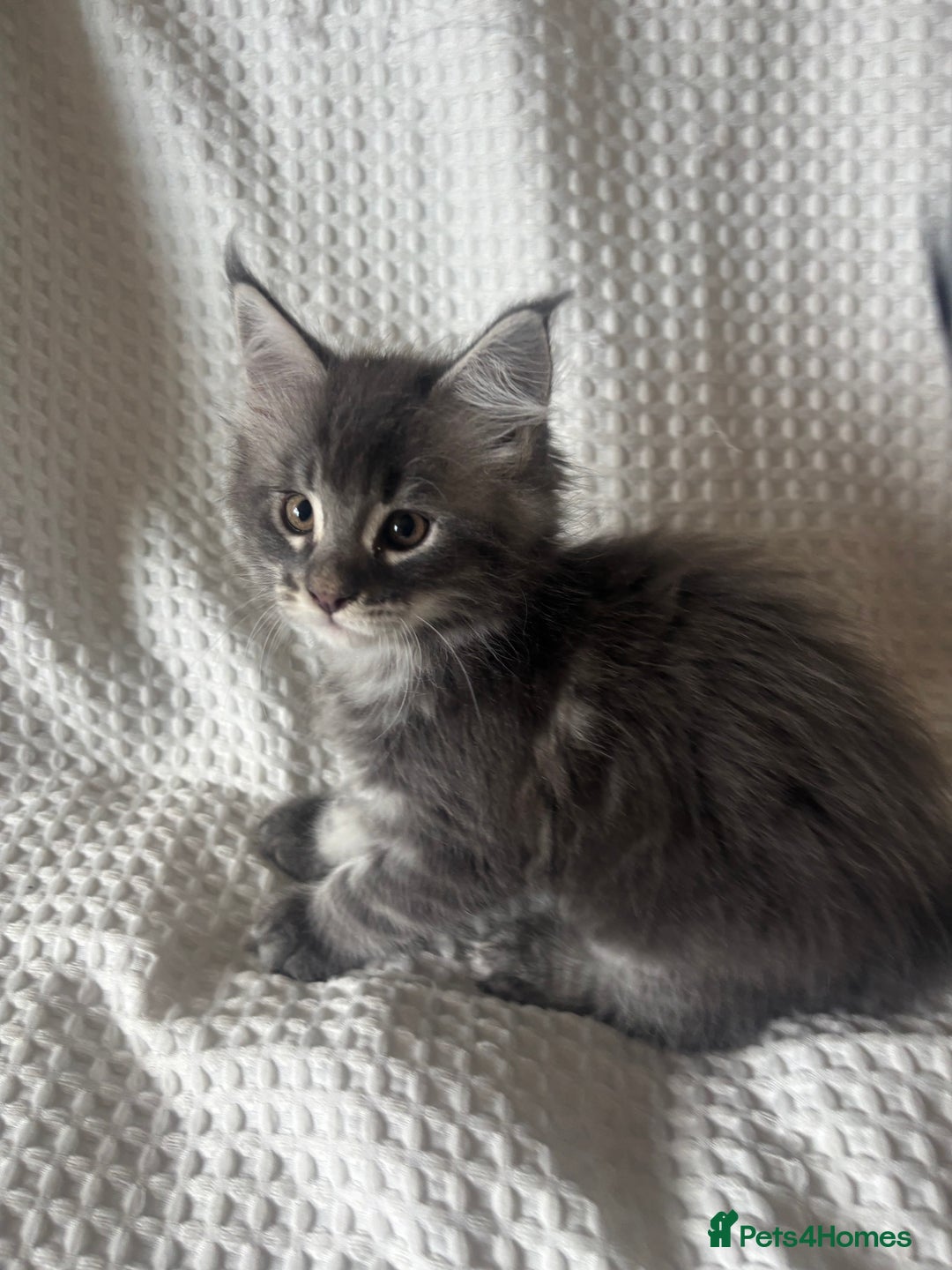 Maine Coon cats for sale: Beautiful blue smoke torbie Maine coon kittens  - Image 4
