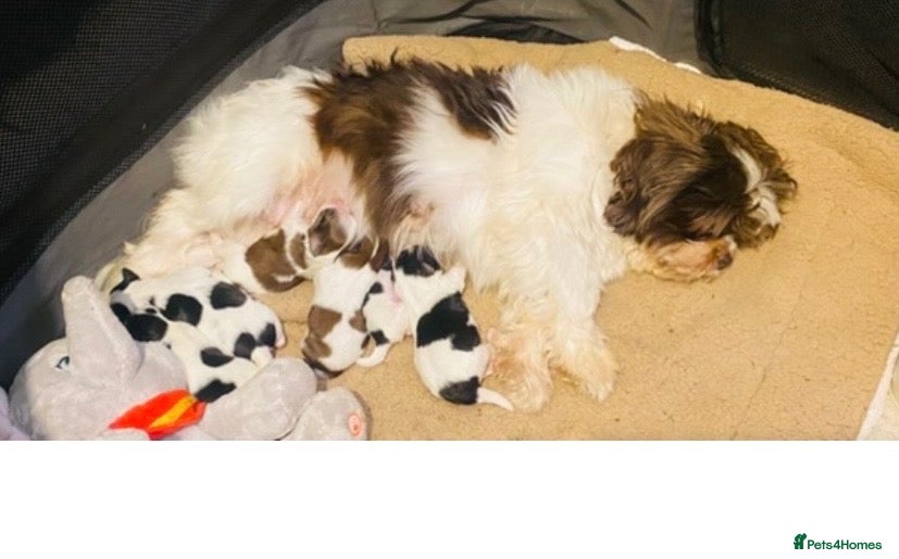 Shih Tzu dogs 💝SUPER CUTE MALSHI PUPS💝 Ready soon 🌟 - Advert 2