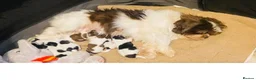 Shih Tzu dogs for sale: 💝SUPER CUTE MALSHI PUPS💝 Ready soon 🌟 - Advert 2