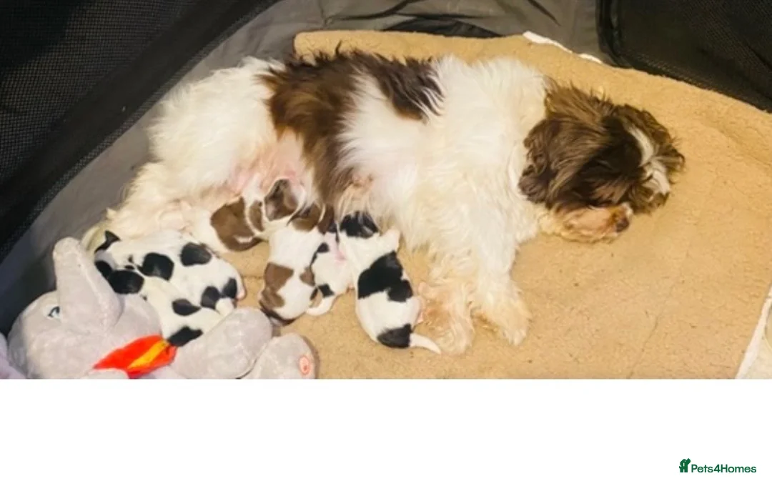 Shih Tzu dogs for sale: 💝SUPER CUTE MALSHI PUPS💝 Ready soon 🌟 - Advert 2