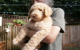 Labradoodle dogs for stud: PROVEN Healthy Labradoodle STUD - Hypoallergenic  - Image 19
