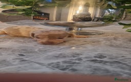 Dachshund dogs for sale: Dachshund puppies  - Advert 7