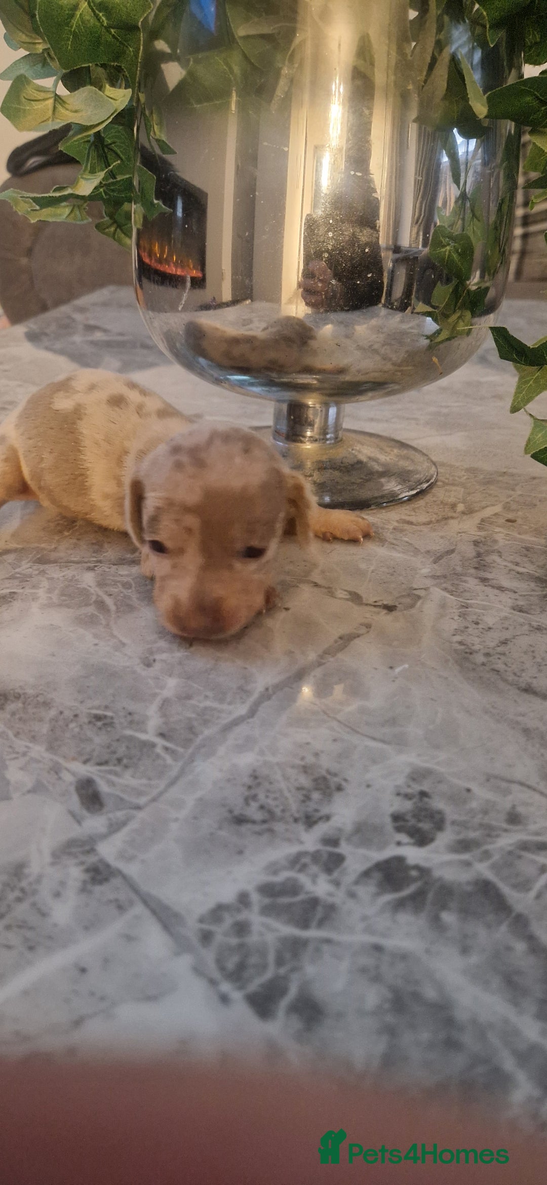 Dachshund dogs for sale: Dachshund puppies  - Advert 7