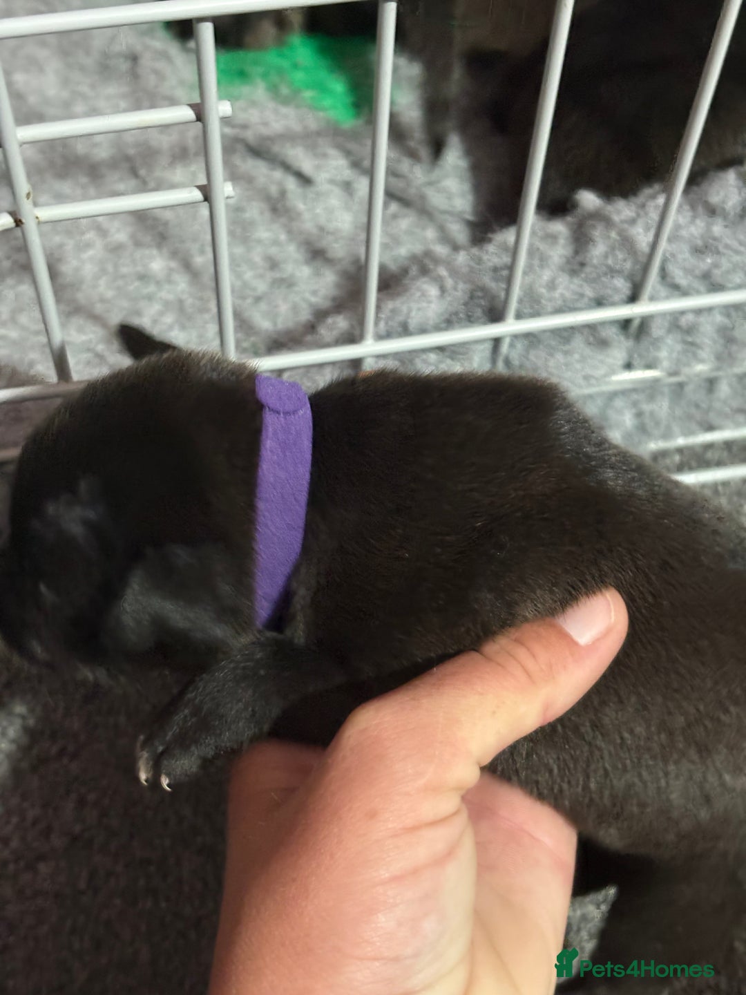 Staffordshire Bull Terrier dogs for sale: Stafford bull terrier pups - Image 7