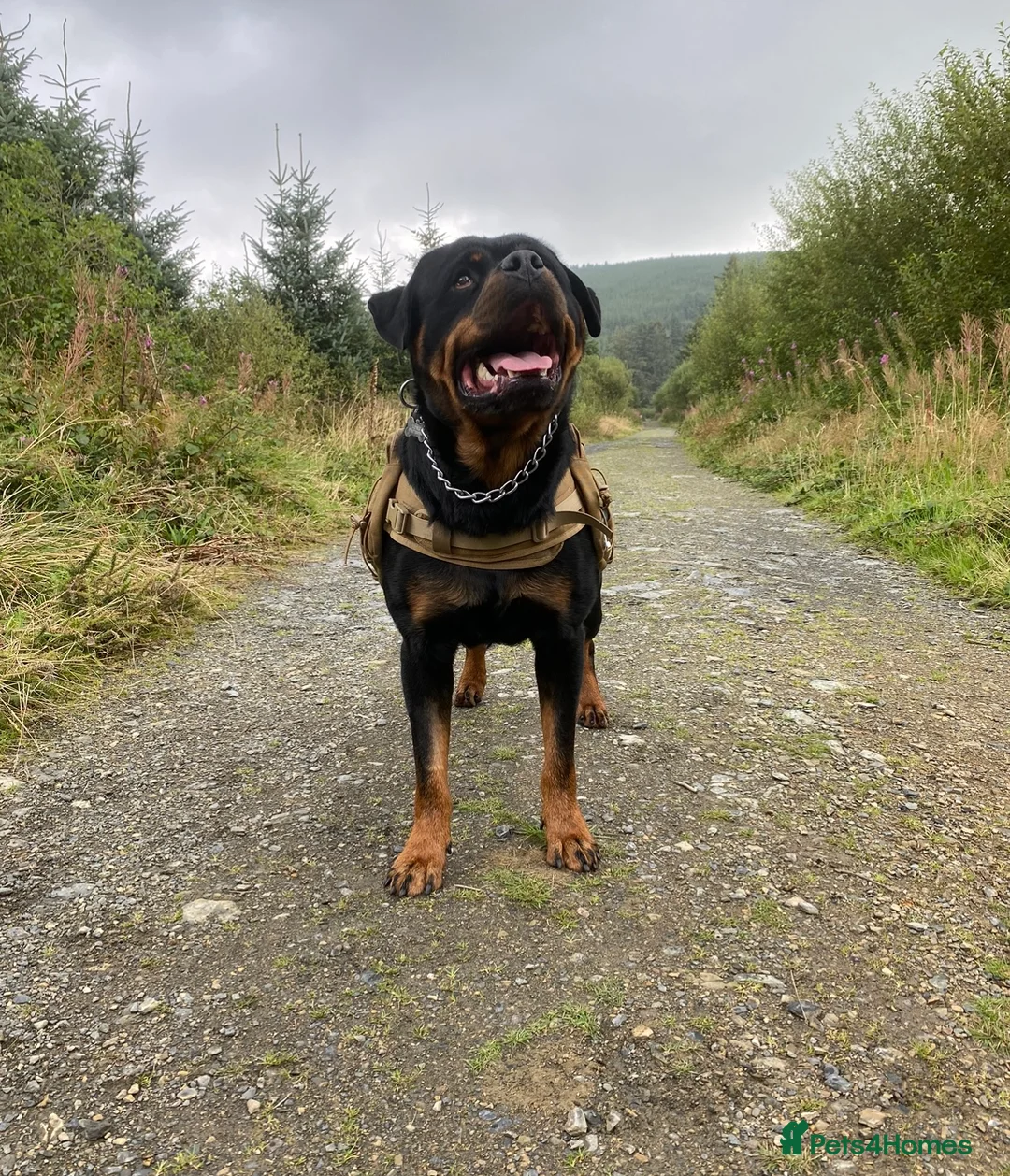 Rottweiler dogs for stud: Proven handsome ADRK KC registered Rottweiler  in Milford Haven - Advert 6